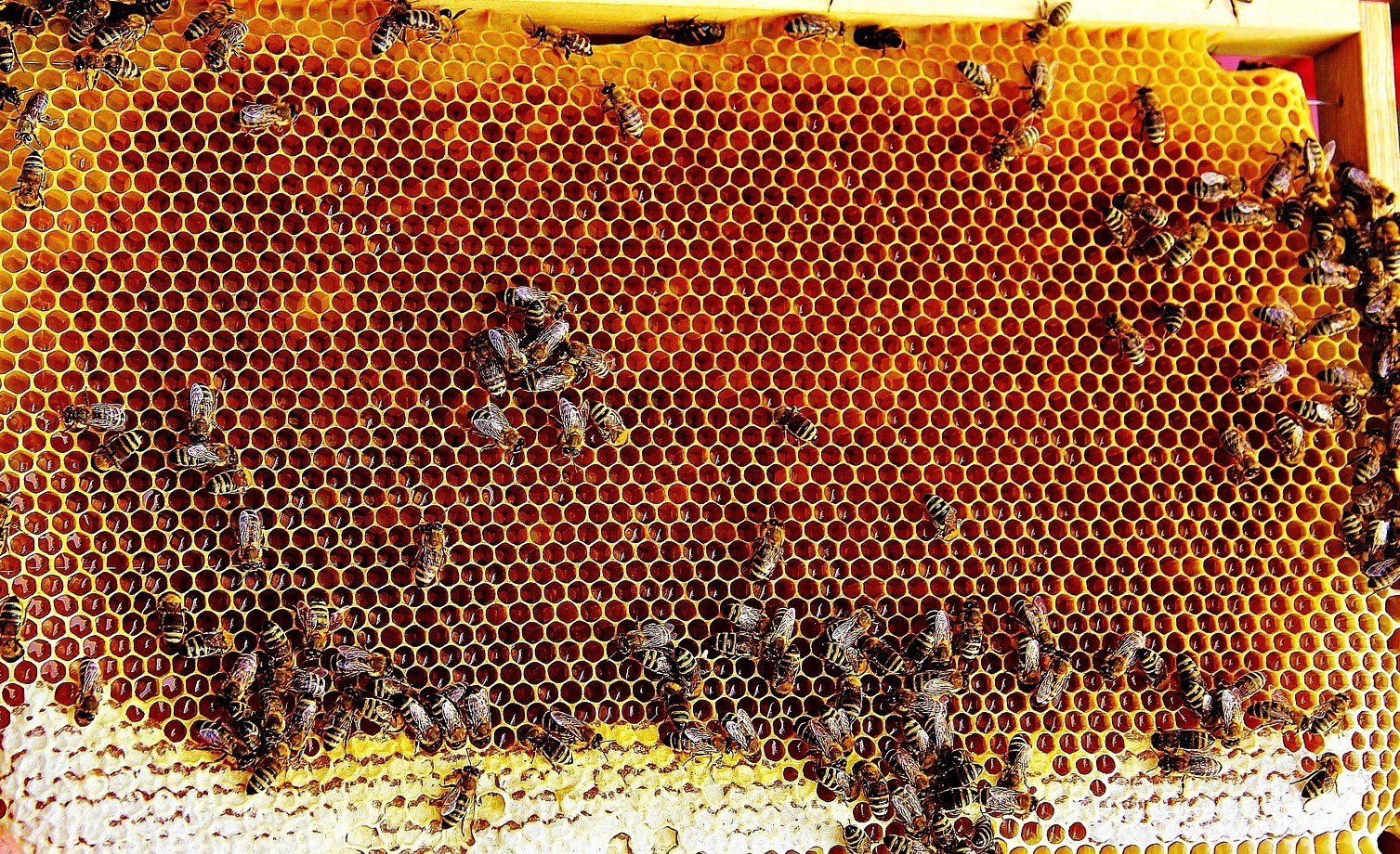 Read more about the article Podziękuje pszczołom za propolis!