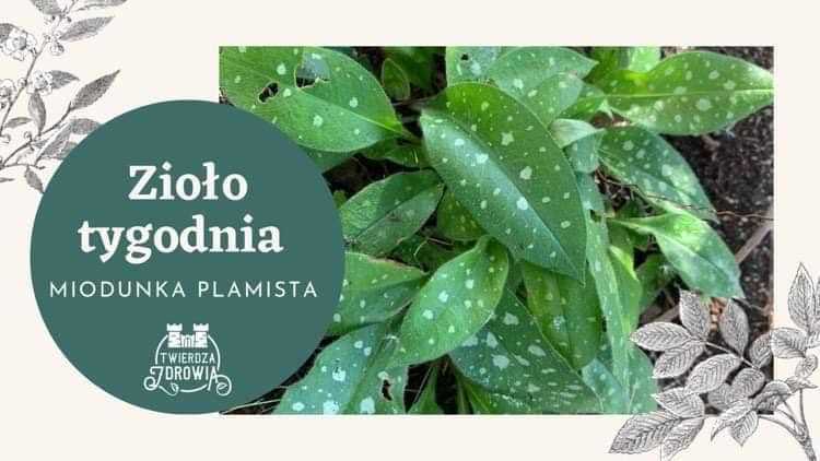 Read more about the article Zioło Tygodnia – Miodunka Plamista