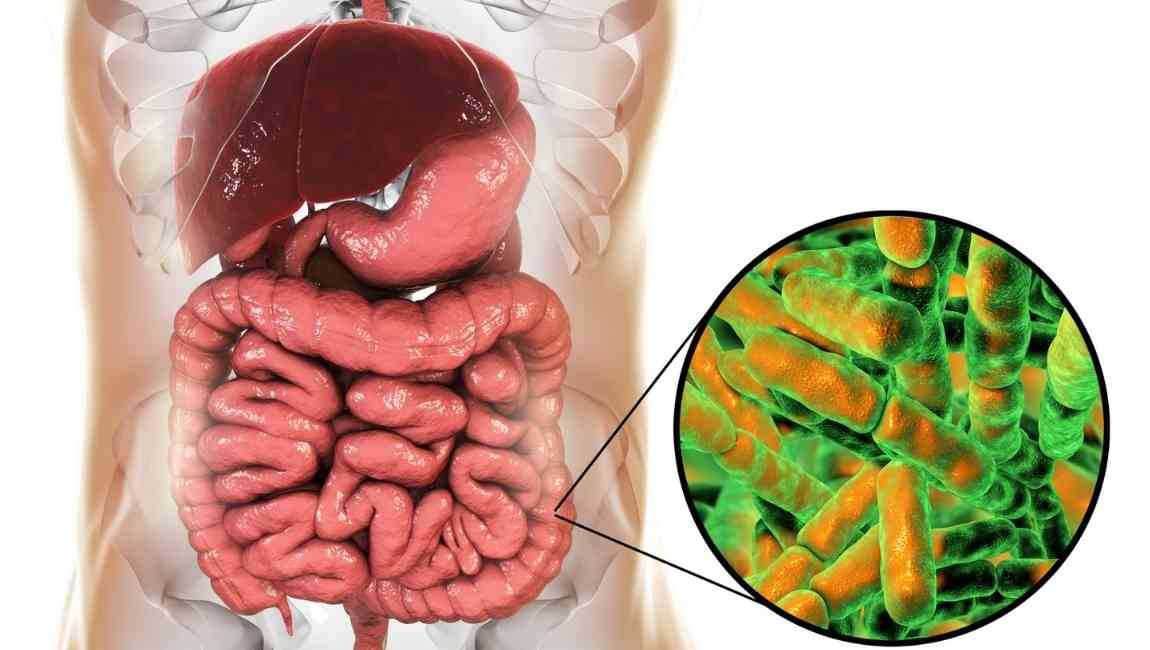 Read more about the article Żyj w harmonii ze swoją florą mikrobiologiczną!