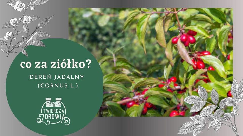 Read more about the article DEREŃ JADALNY