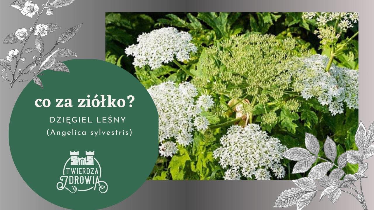 Read more about the article DZIĘGIEL LEŚNY