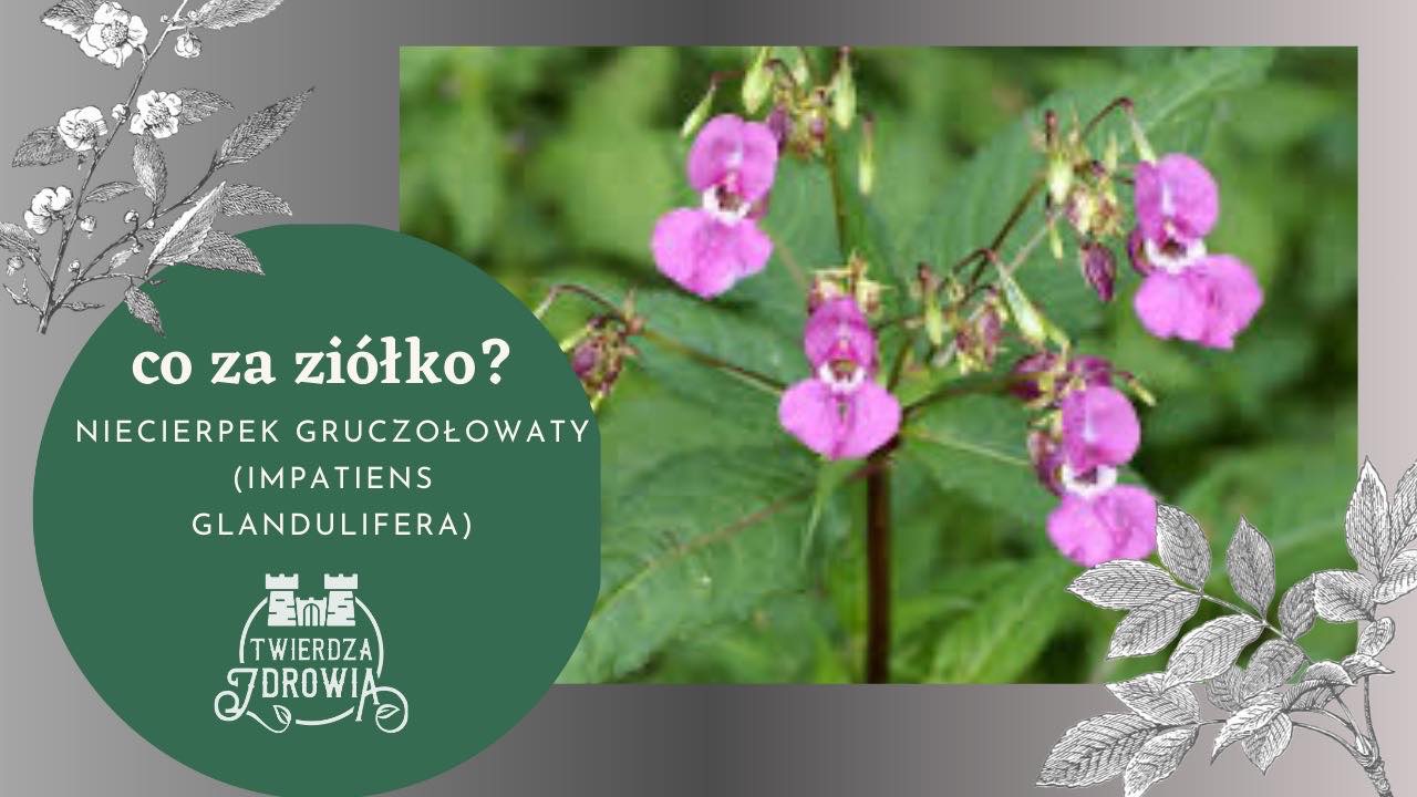 Read more about the article NIECIERPEK GRUCZOŁOWATY