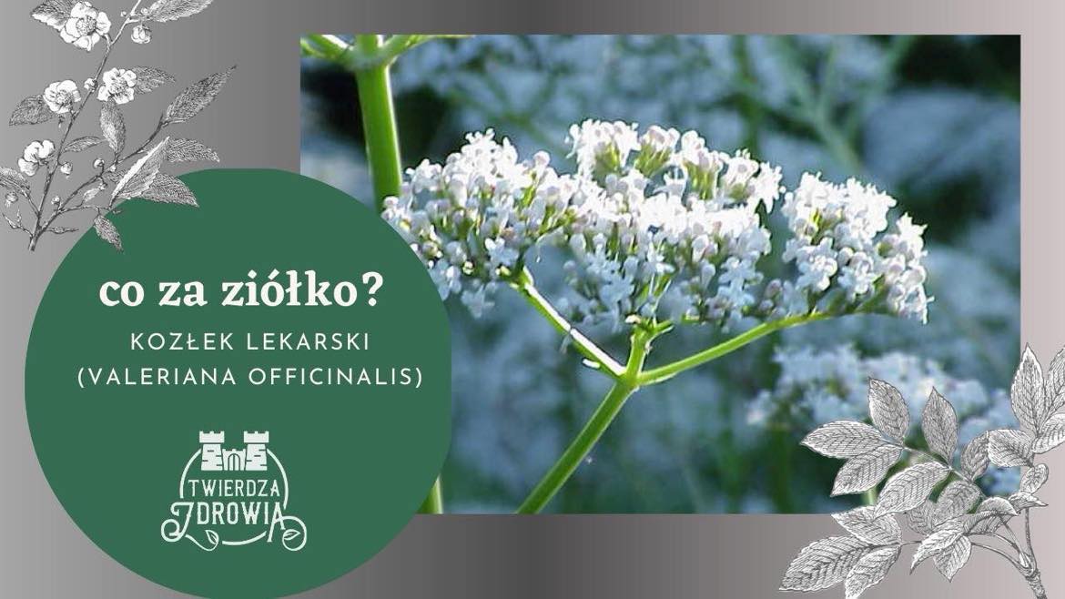 Read more about the article KOZŁEK LEKARSKI