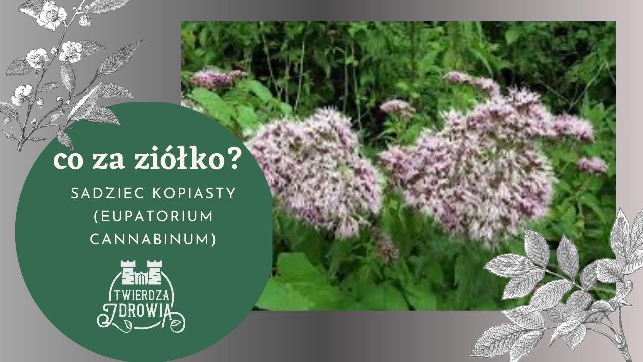 Read more about the article SADZIEC KOPIASTY