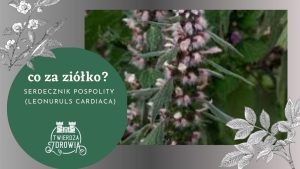 serdecznik pospolity