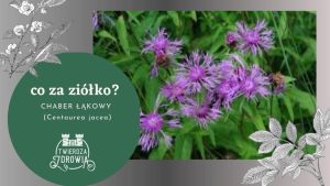 chaber łąkowy