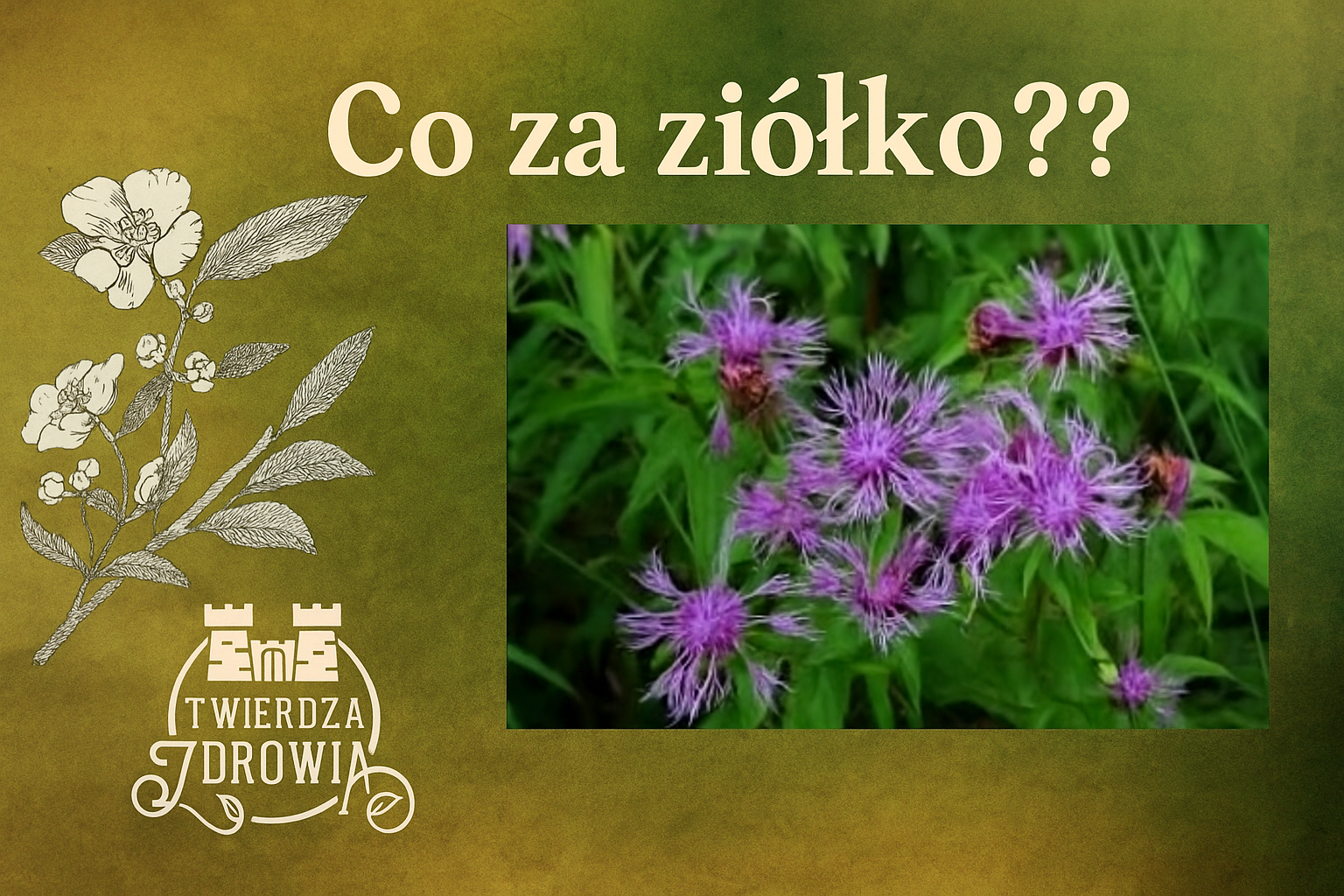 Ziołolecznictwo i naturalne terapie – właściwości chabra łąkowego i innych roślin leczniczych.